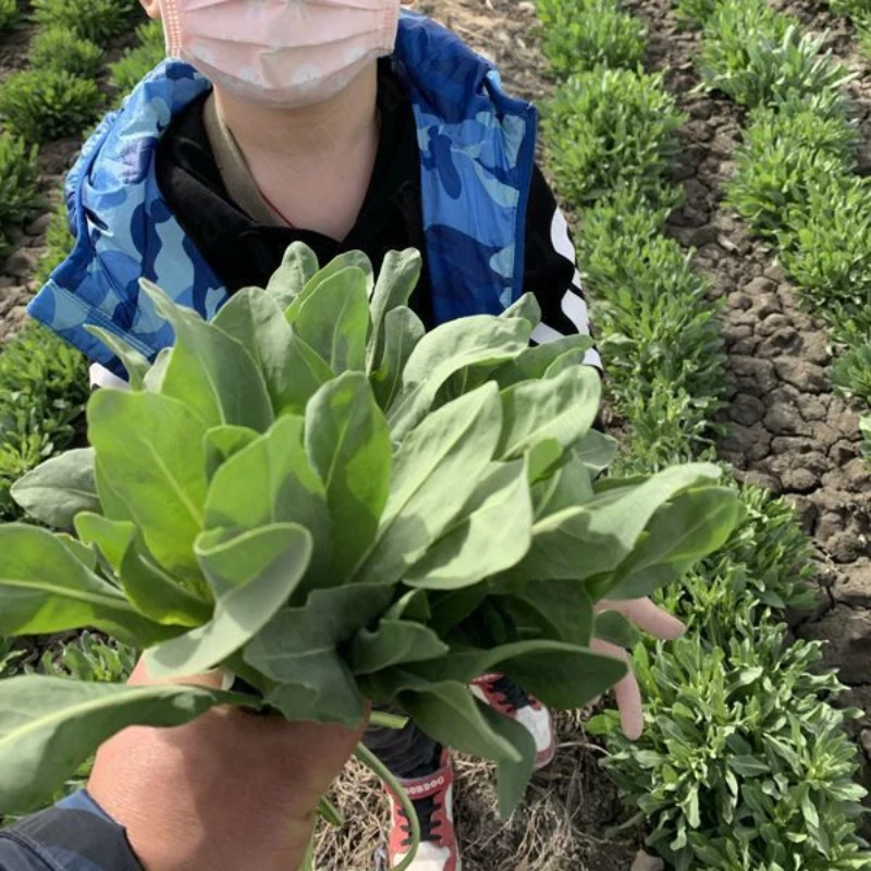 Кипарис лист усман трава шампунь - Фотография_5