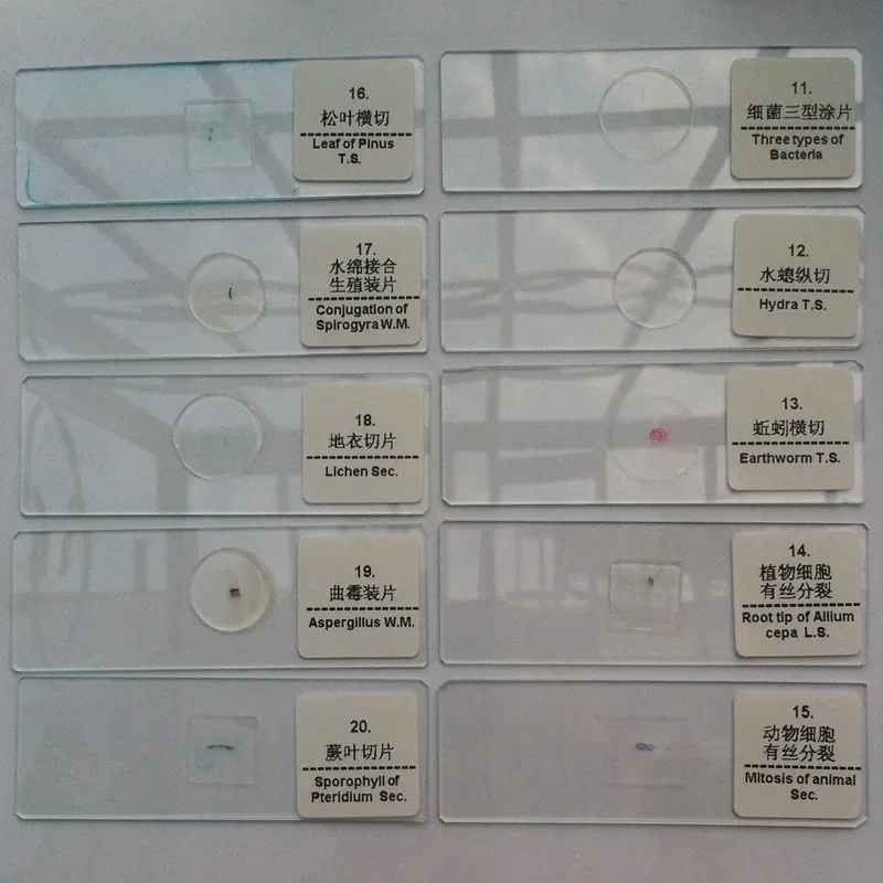 Профессиональные подготовленные предметные стекла для микроскопа - Фотография_5